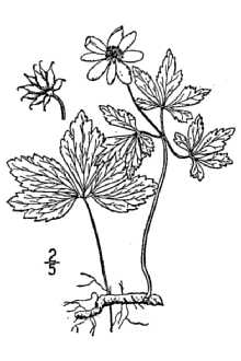 Anemone quinquefolia