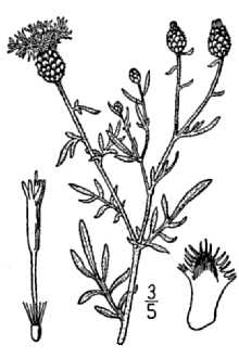 Centaurea stoebe 