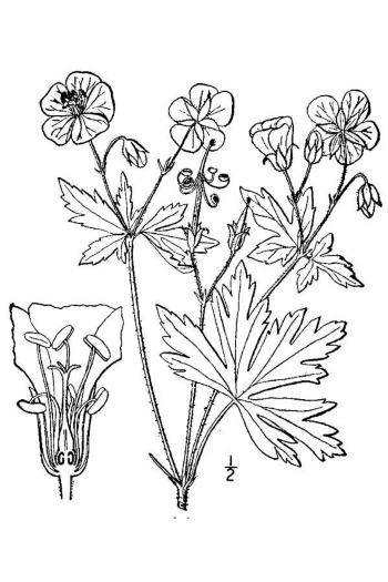 Geranium maculatum