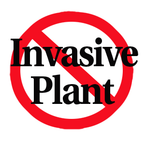 invasive plant logo