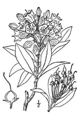 Kalmia latifoliaa