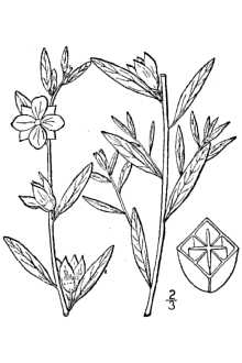 Britton and Brown's line drawing Ludwigia alternifolia