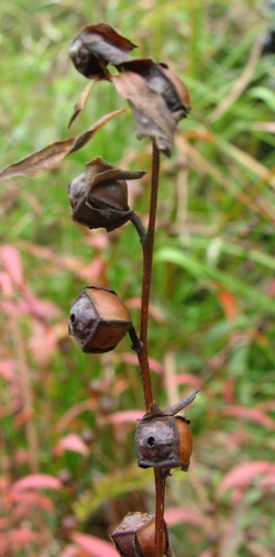 Ludwigia alternifolia in seed