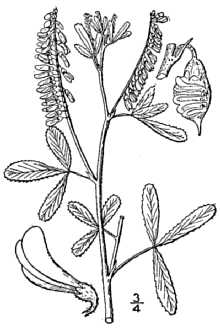 Melilotus officinalis