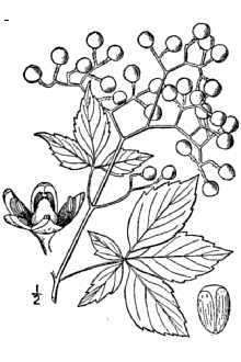 Parthenocissus quinquefolis