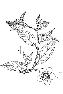 Phytolacca americana 