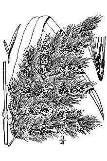 Phragmites australis 