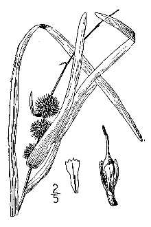 Sparganium americanum 