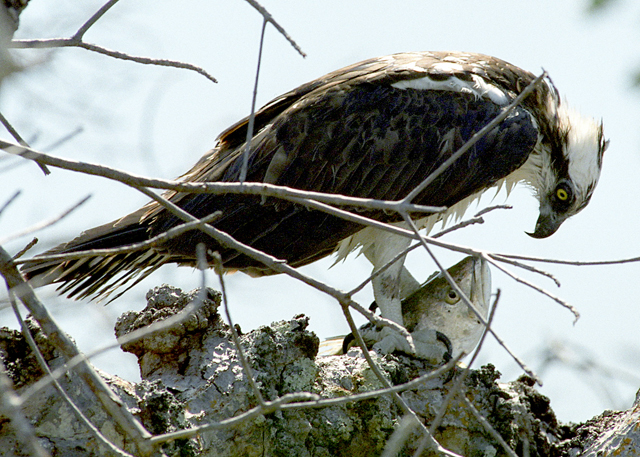 Osprey and dinner exchange a glance