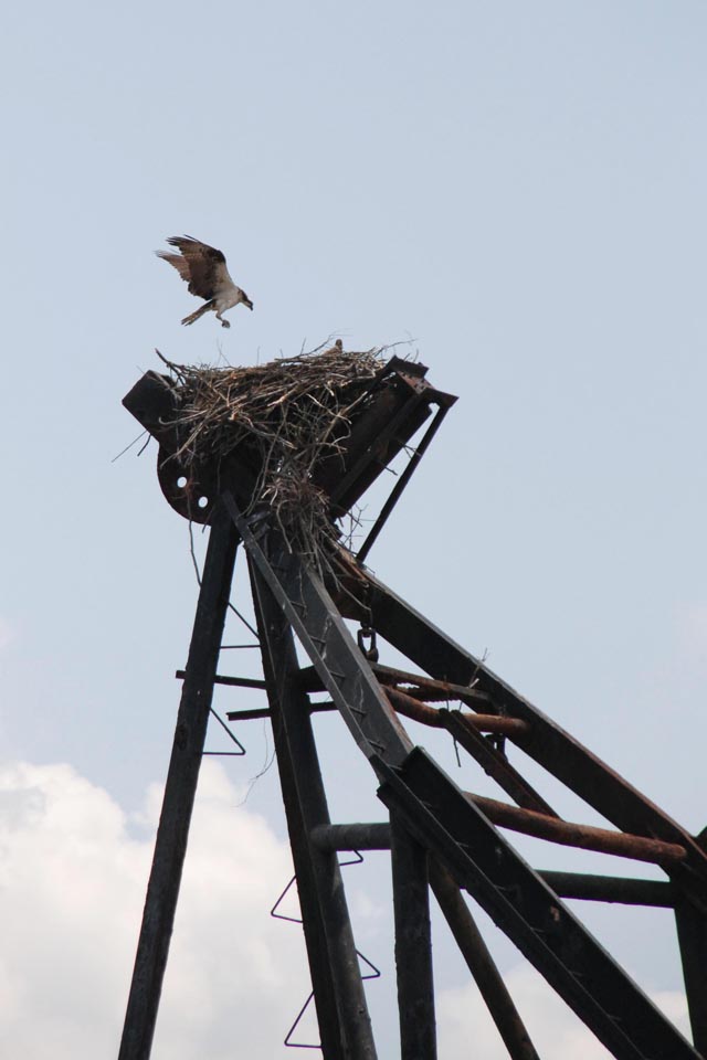 Bird builds on clam dredge at Dorchester shipyard