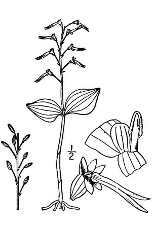 Listera australis