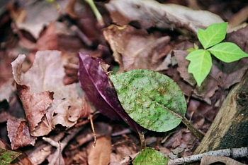 Tipularia discolor leaf