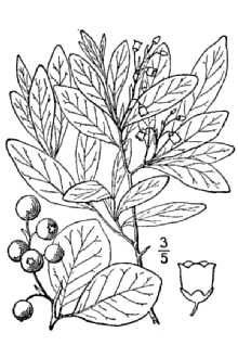 Maianthemum stellata