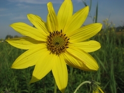 Helianthus giganteus