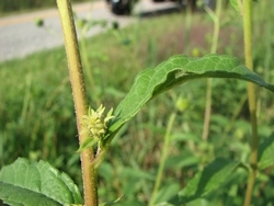 Helianthus giganteus