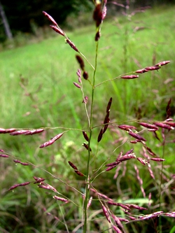 Tridens flavus, grease grass