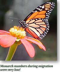 Monarch numbers during migration were very low