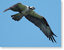 Osprey