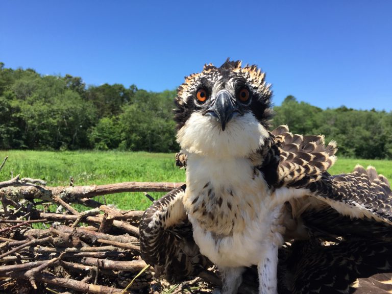 osprey nl