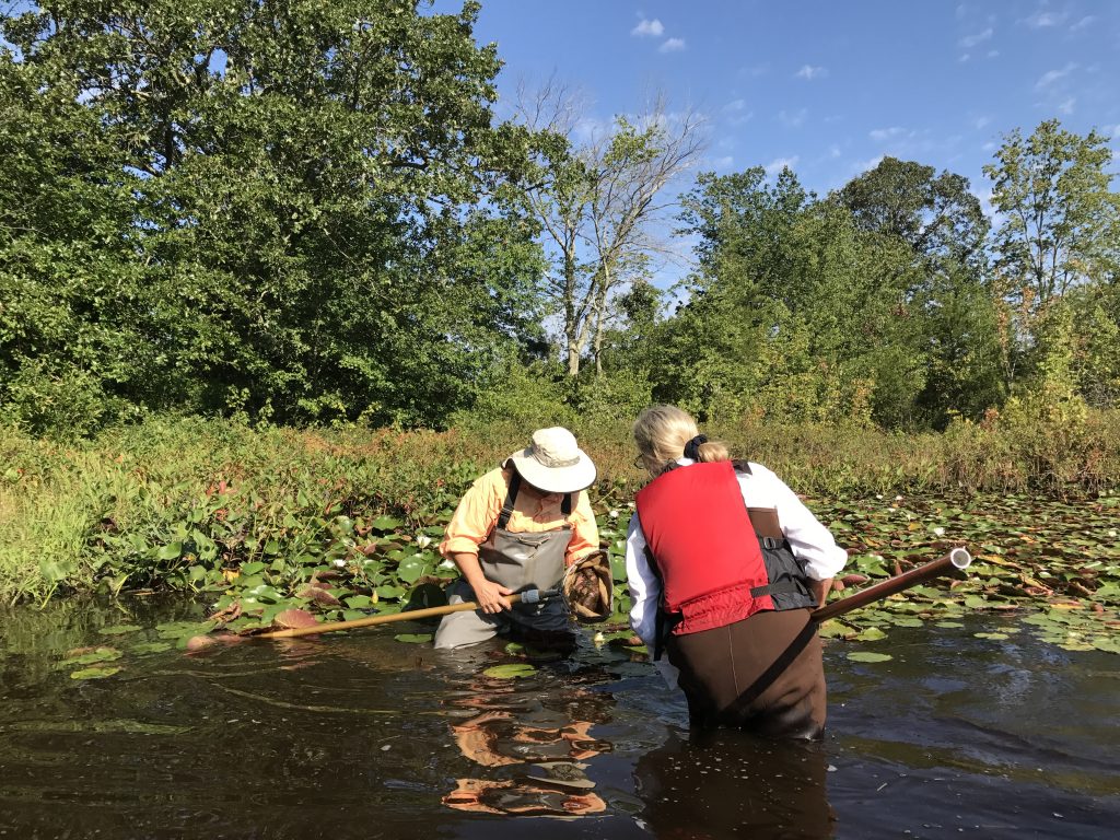 Dragonfly Sampling - CU Maurice River